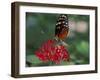 Coolie Butterfly, Butterfly World, Ft Lauderdale, Florida, USA-Michele Westmorland-Framed Photographic Print