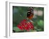 Coolie Butterfly, Butterfly World, Ft Lauderdale, Florida, USA-Michele Westmorland-Framed Photographic Print