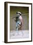 Coolie in Winter Dress, Japan, 1882-Felice Beato-Framed Giclee Print