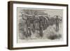 Coolies Transporting Elephants' Tusks to the Sea Coast, Cape Colony-Godefroy Durand-Framed Giclee Print