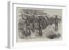 Coolies Transporting Elephants' Tusks to the Sea Coast, Cape Colony-Godefroy Durand-Framed Giclee Print