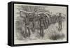 Coolies Transporting Elephants' Tusks to the Sea Coast, Cape Colony-Godefroy Durand-Framed Stretched Canvas