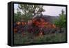 Cooling Lava from Mount Etna-Vittoriano Rastelli-Framed Stretched Canvas