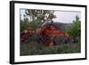 Cooling Lava from Mount Etna-Vittoriano Rastelli-Framed Photographic Print