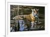 Cooling Off Bengal Tiger-Jeremy Paul-Framed Giclee Print