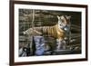 Cooling Off Bengal Tiger-Jeremy Paul-Framed Giclee Print