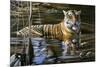 Cooling Off Bengal Tiger-Jeremy Paul-Mounted Giclee Print