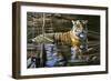 Cooling Off Bengal Tiger-Jeremy Paul-Framed Premium Giclee Print