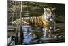 Cooling Off Bengal Tiger-Jeremy Paul-Mounted Premium Giclee Print