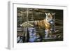 Cooling Off Bengal Tiger-Jeremy Paul-Framed Giclee Print