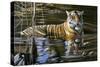 Cooling Off Bengal Tiger-Jeremy Paul-Stretched Canvas