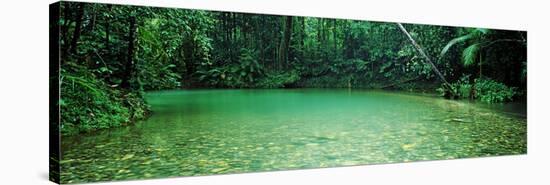 Cooper Creek Flowing Through a Forest, Cape Tribulation, Daintree River, Queensland, Australia-null-Stretched Canvas