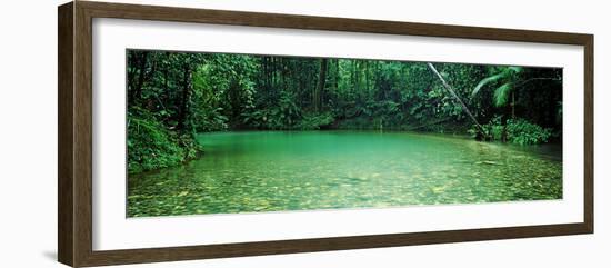 Cooper Creek Flowing Through a Forest, Cape Tribulation, Daintree River, Queensland, Australia-null-Framed Photographic Print