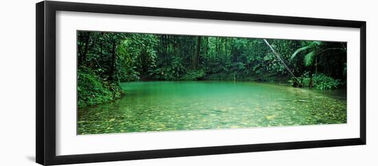 Cooper Creek Flowing Through a Forest, Cape Tribulation, Daintree River, Queensland, Australia-null-Framed Photographic Print