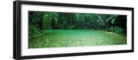Cooper Creek Flowing Through a Forest, Cape Tribulation, Daintree River, Queensland, Australia-null-Framed Photographic Print