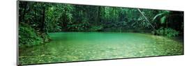 Cooper Creek Flowing Through a Forest, Cape Tribulation, Daintree River, Queensland, Australia-null-Mounted Photographic Print
