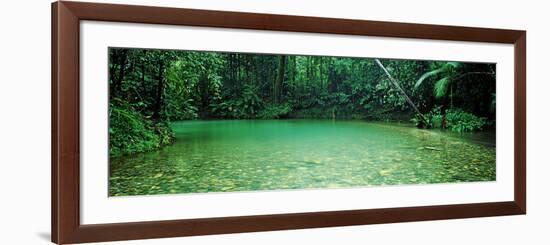 Cooper Creek Flowing Through a Forest, Cape Tribulation, Daintree River, Queensland, Australia-null-Framed Photographic Print