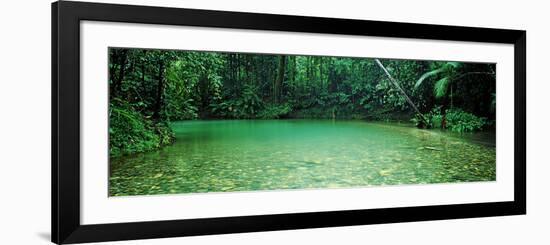 Cooper Creek Flowing Through a Forest, Cape Tribulation, Daintree River, Queensland, Australia-null-Framed Photographic Print