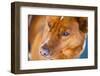 Cooper Enjoys a Day Out in Hyalite Canyon in Montana-Ben Herndon-Framed Photographic Print