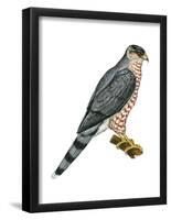 Cooper's Hawk (Accipiter Cooperi), Chicken Hawk, Birds-Encyclopaedia Britannica-Framed Poster