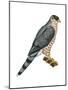 Cooper's Hawk (Accipiter Cooperi), Chicken Hawk, Birds-Encyclopaedia Britannica-Mounted Poster