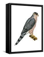 Cooper's Hawk (Accipiter Cooperi), Chicken Hawk, Birds-Encyclopaedia Britannica-Framed Stretched Canvas