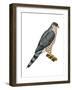 Cooper's Hawk (Accipiter Cooperi), Chicken Hawk, Birds-Encyclopaedia Britannica-Framed Art Print