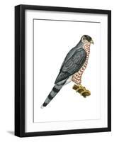 Cooper's Hawk (Accipiter Cooperi), Chicken Hawk, Birds-Encyclopaedia Britannica-Framed Art Print