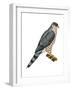 Cooper's Hawk (Accipiter Cooperi), Chicken Hawk, Birds-Encyclopaedia Britannica-Framed Art Print