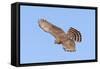Cooper's Hawk Immature in Flight-null-Framed Stretched Canvas