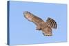 Cooper's Hawk Immature in Flight-null-Stretched Canvas