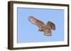 Cooper's Hawk Immature in Flight-null-Framed Photographic Print