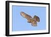 Cooper's Hawk Immature in Flight-null-Framed Photographic Print