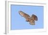 Cooper's Hawk Immature in Flight-null-Framed Photographic Print