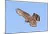 Cooper's Hawk Immature in Flight-null-Mounted Photographic Print
