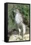 Cooper's Hawk Immature, Starr County, Texas-Richard and Susan Day-Framed Stretched Canvas