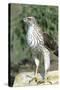 Cooper's Hawk Immature, Starr County, Texas-Richard and Susan Day-Stretched Canvas