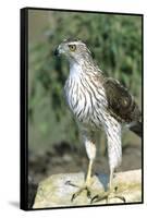 Cooper's Hawk Immature, Starr County, Texas-Richard and Susan Day-Framed Stretched Canvas