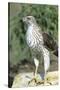 Cooper's Hawk Immature, Starr County, Texas-Richard and Susan Day-Stretched Canvas