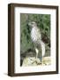 Cooper's Hawk Immature, Starr County, Texas-Richard and Susan Day-Framed Photographic Print