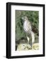 Cooper's Hawk Immature, Starr County, Texas-Richard and Susan Day-Framed Photographic Print