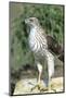 Cooper's Hawk Immature, Starr County, Texas-Richard and Susan Day-Mounted Photographic Print