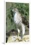 Cooper's Hawk Immature, Starr County, Texas-Richard and Susan Day-Framed Photographic Print