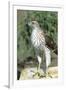 Cooper's Hawk Immature, Starr County, Texas-Richard and Susan Day-Framed Photographic Print