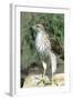 Cooper's Hawk Immature, Starr County, Texas-Richard and Susan Day-Framed Photographic Print