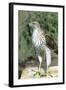 Cooper's Hawk Immature, Starr County, Texas-Richard and Susan Day-Framed Photographic Print