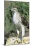 Cooper's Hawk Immature, Starr County, Texas-Richard and Susan Day-Mounted Photographic Print