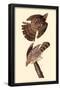 Cooper's Hawk-null-Framed Poster