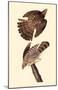 Cooper's Hawk-null-Mounted Poster