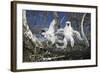 Cooper's Hawk-DLILLC-Framed Photographic Print